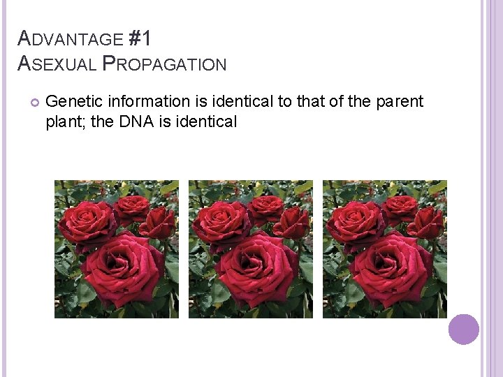 ADVANTAGE #1 ASEXUAL PROPAGATION Genetic information is identical to that of the parent plant;