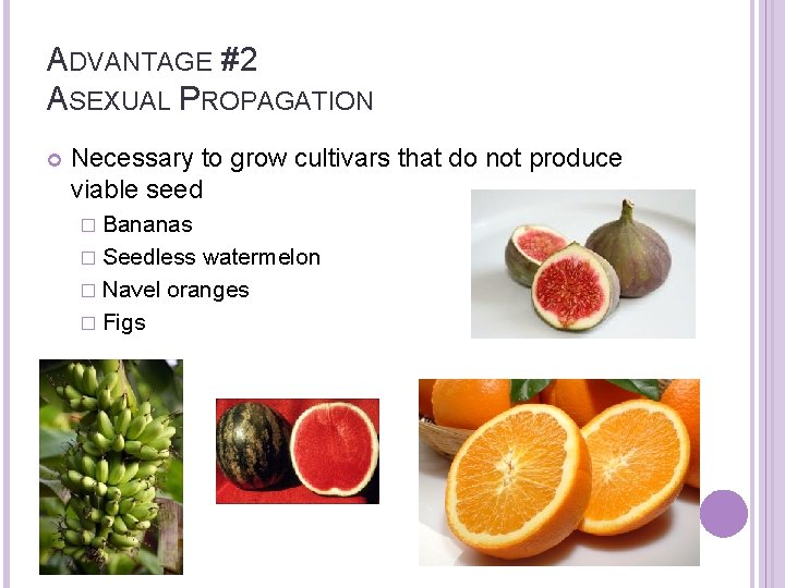 ADVANTAGE #2 ASEXUAL PROPAGATION Necessary to grow cultivars that do not produce viable seed