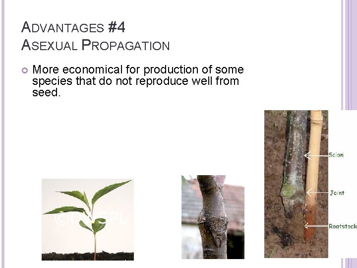 ADVANTAGES #4 ASEXUAL PROPAGATION More economical for production of some species that do not