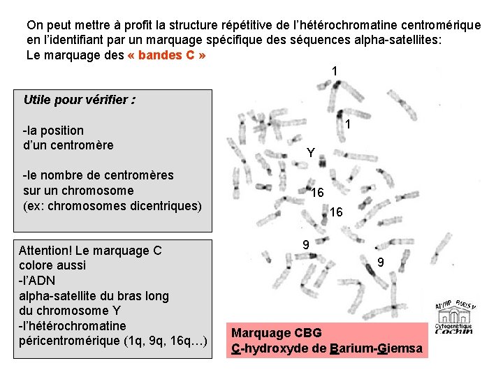 On peut mettre à profit la structure répétitive de l’hétérochromatine centromérique en l’identifiant par