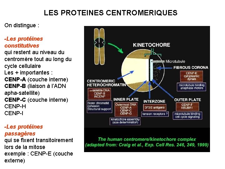 LES PROTEINES CENTROMERIQUES On distingue : -Les protéines constitutives qui restent au niveau du