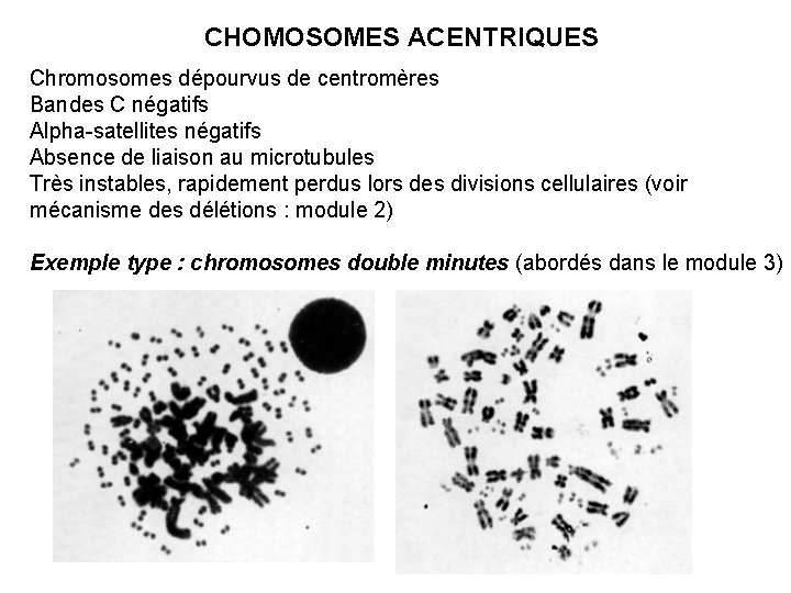 CHOMOSOMES ACENTRIQUES Chromosomes dépourvus de centromères Bandes C négatifs Alpha-satellites négatifs Absence de liaison
