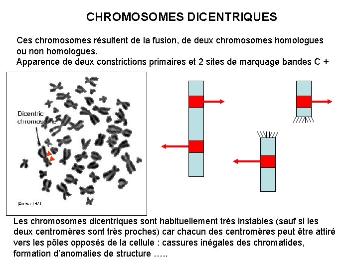 CHROMOSOMES DICENTRIQUES Ces chromosomes résultent de la fusion, de deux chromosomes homologues ou non