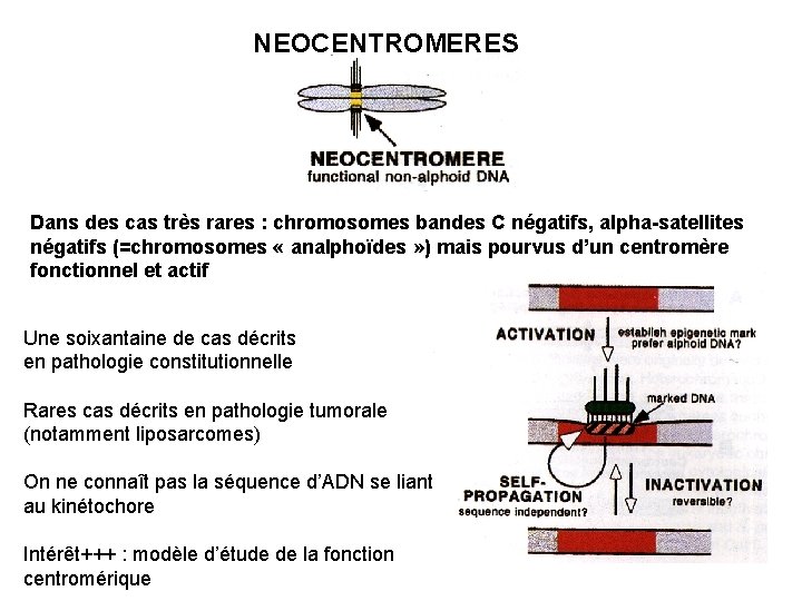 NEOCENTROMERES Dans des cas très rares : chromosomes bandes C négatifs, alpha-satellites négatifs (=chromosomes