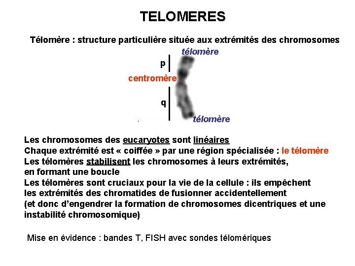 TELOMERES Télomère : structure particulière située aux extrémités des chromosomes télomère p centromère q