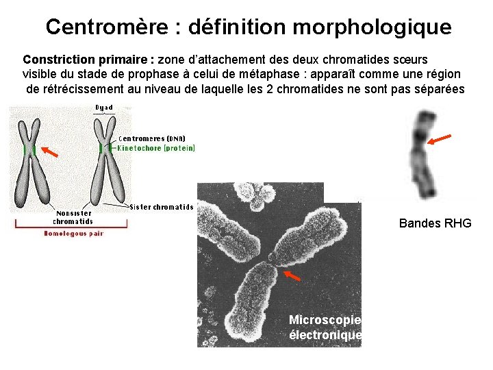Centromère : définition morphologique Constriction primaire : zone d’attachement des deux chromatides sœurs visible
