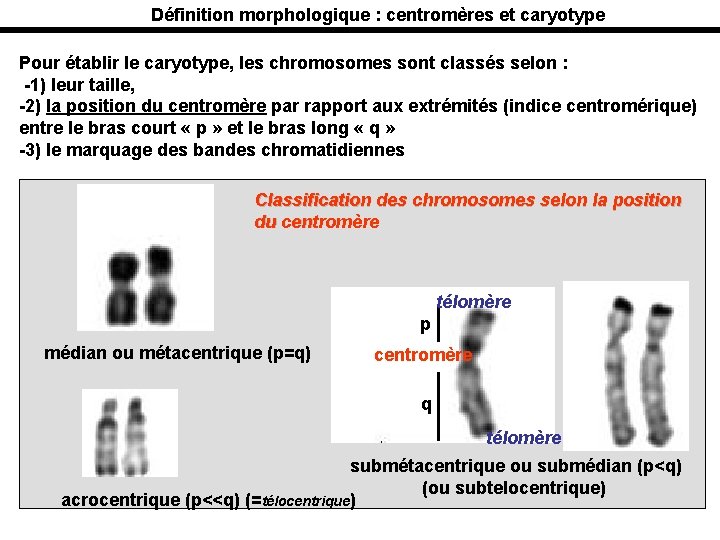 Définition morphologique : centromères et caryotype Pour établir le caryotype, les chromosomes sont classés