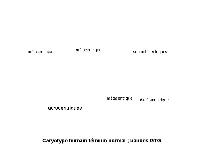 métacentrique submétacentriques acrocentriques Caryotype humain féminin normal ; bandes GTG 