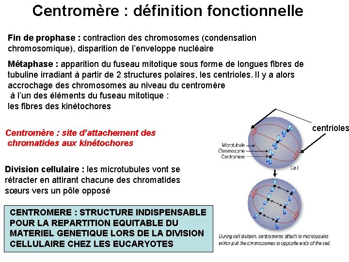 Centromère : définition fonctionnelle Fin de prophase : contraction des chromosomes (condensation chromosomique), disparition