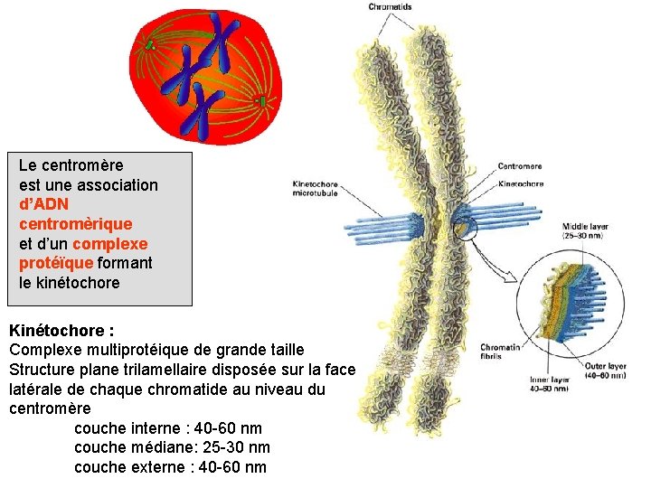 Le centromère est une association d’ADN centromèrique et d’un complexe protéïque formant le kinétochore