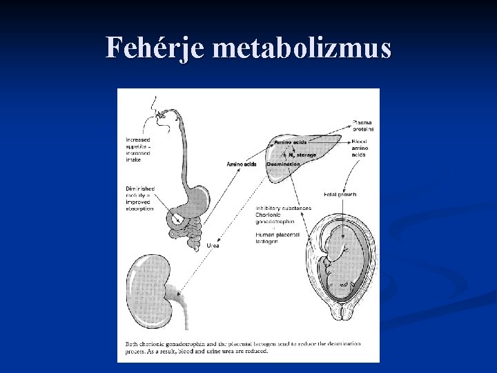 Fehérje metabolizmus 