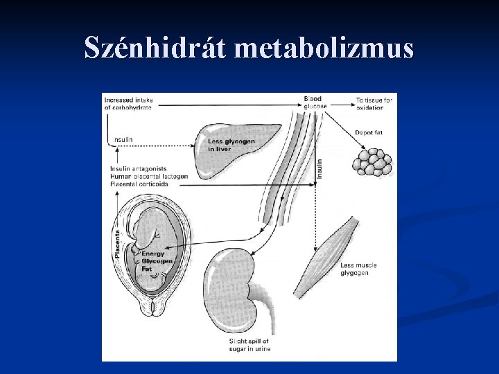 Szénhidrát metabolizmus 