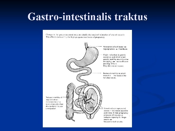 Gastro-intestinalis traktus 