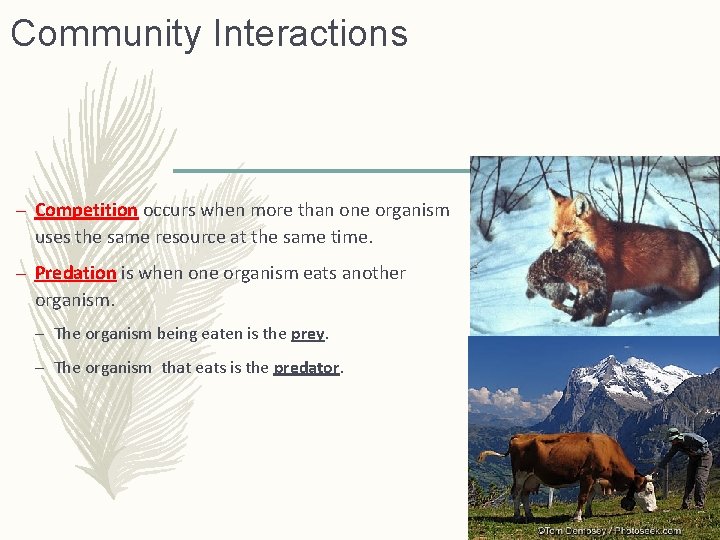 Community Interactions – Competition occurs when more than one organism uses the same resource