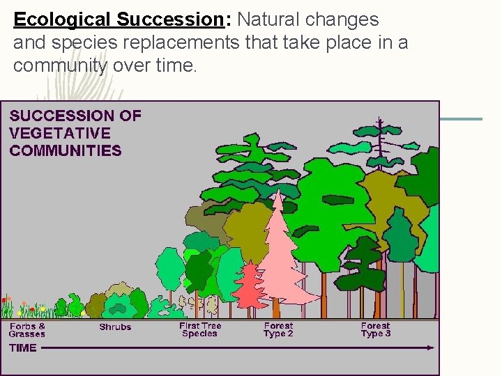 Ecological Succession: Natural changes and species replacements that take place in a community over