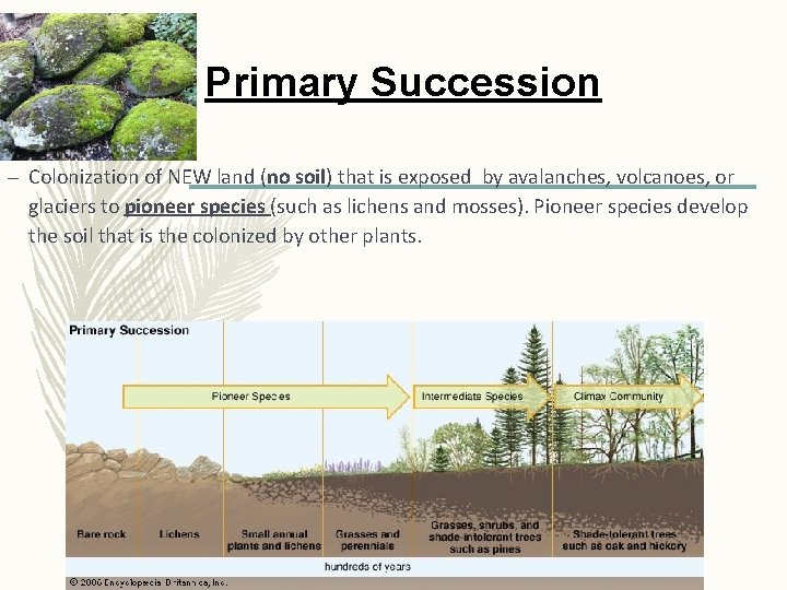 Primary Succession – Colonization of NEW land (no soil) that is exposed by avalanches,