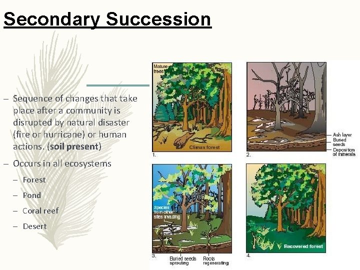 Secondary Succession – Sequence of changes that take place after a community is disrupted