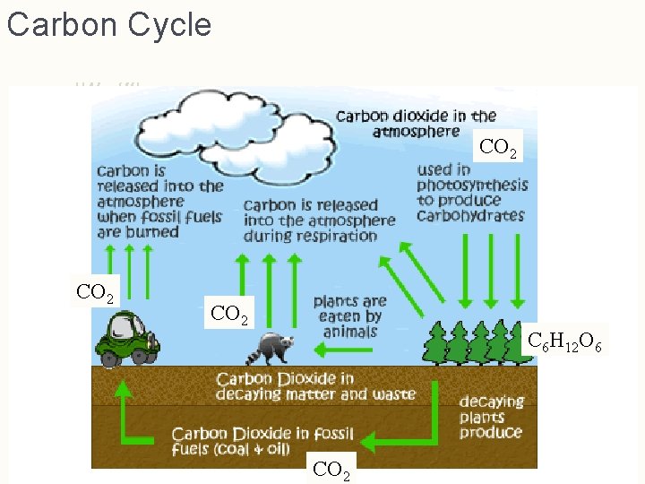 Carbon Cycle CO 2 C 6 H 12 O 6 CO 2 