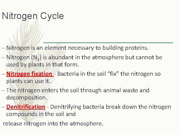 Nitrogen Cycle – Nitrogen is an element necessary to building proteins. – Nitrogen (N