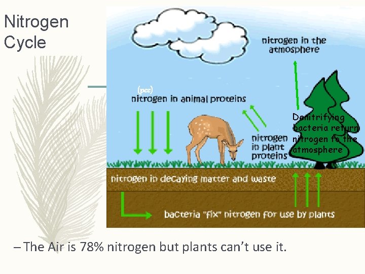 Nitrogen Cycle (pee) Denitrifying bacteria return nitrogen to the atmosphere – The Air is