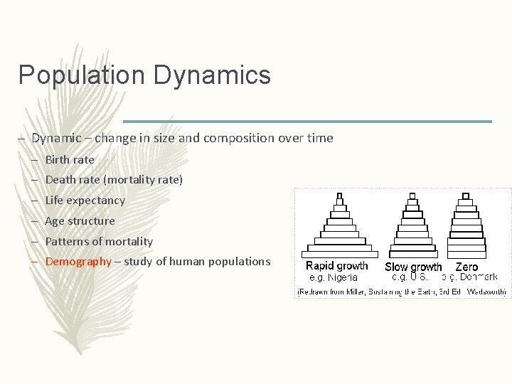 Population Dynamics – Dynamic – change in size and composition over time – Birth