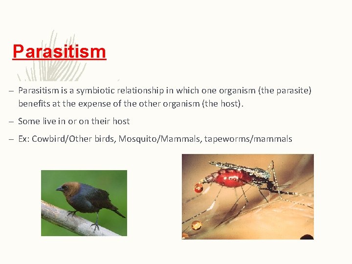 Parasitism – Parasitism is a symbiotic relationship in which one organism (the parasite) benefits