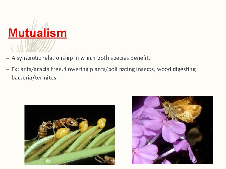 Mutualism – A symbiotic relationship in which both species benefit. – Ex: ants/acacia tree,