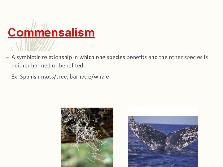 Commensalism – A symbiotic relationship in which one species benefits and the other species