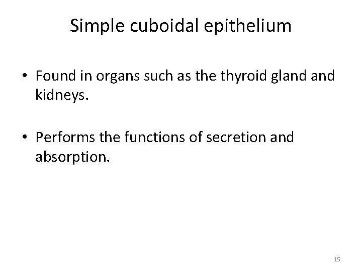 Simple cuboidal epithelium • Found in organs such as the thyroid gland kidneys. •