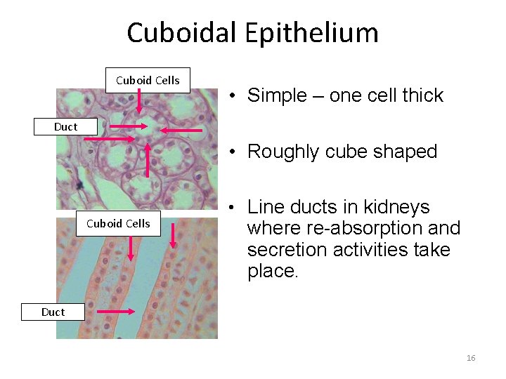 Cuboidal Epithelium Cuboid Cells • Simple – one cell thick Duct • Roughly cube