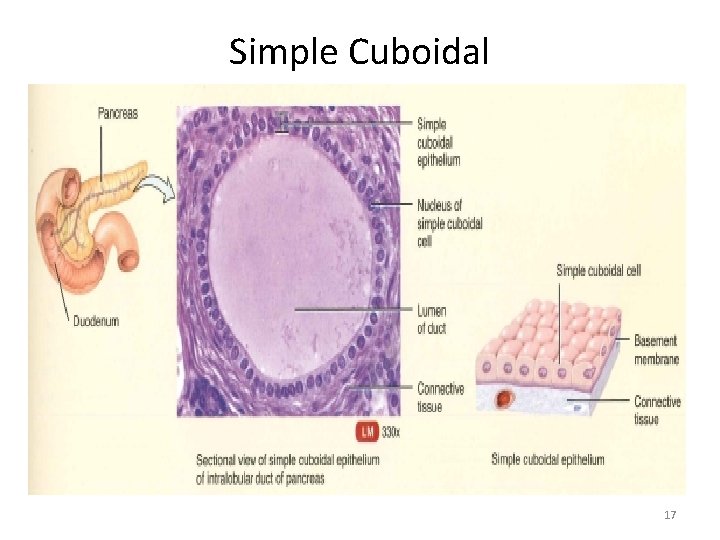 Simple Cuboidal 17 