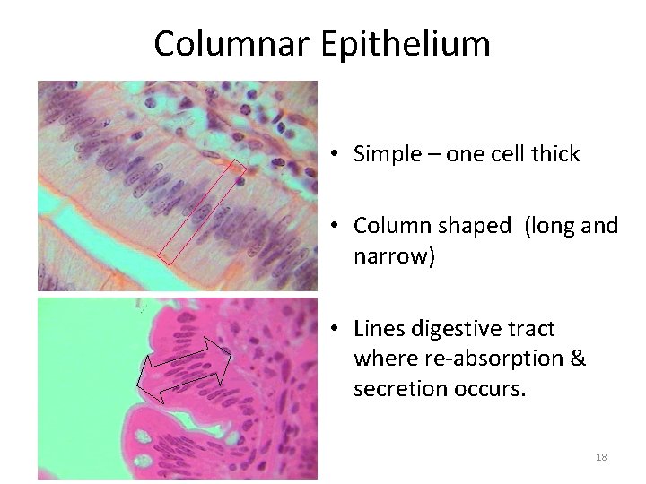 Columnar Epithelium • Simple – one cell thick • Column shaped (long and narrow)