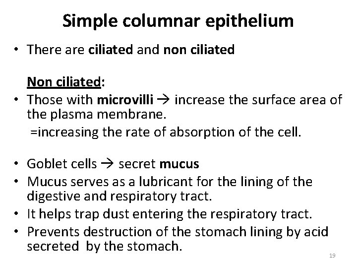 Simple columnar epithelium • There are ciliated and non ciliated Non ciliated: • Those