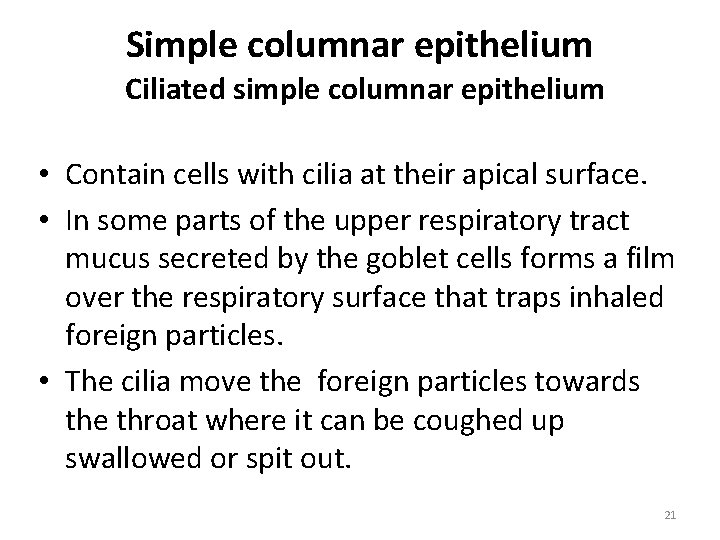 Simple columnar epithelium Ciliated simple columnar epithelium • Contain cells with cilia at their