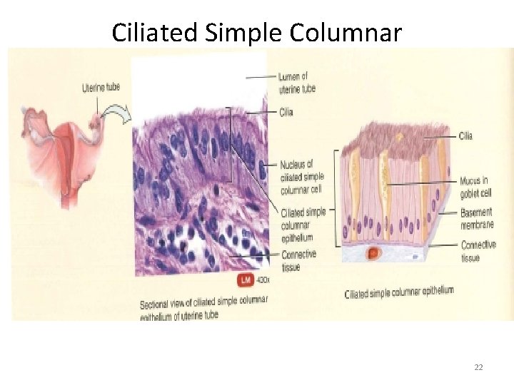 Ciliated Simple Columnar 22 