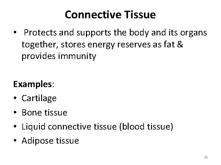 Connective Tissue • Protects and supports the body and its organs together, stores energy