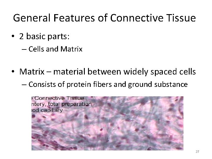 General Features of Connective Tissue • 2 basic parts: – Cells and Matrix •