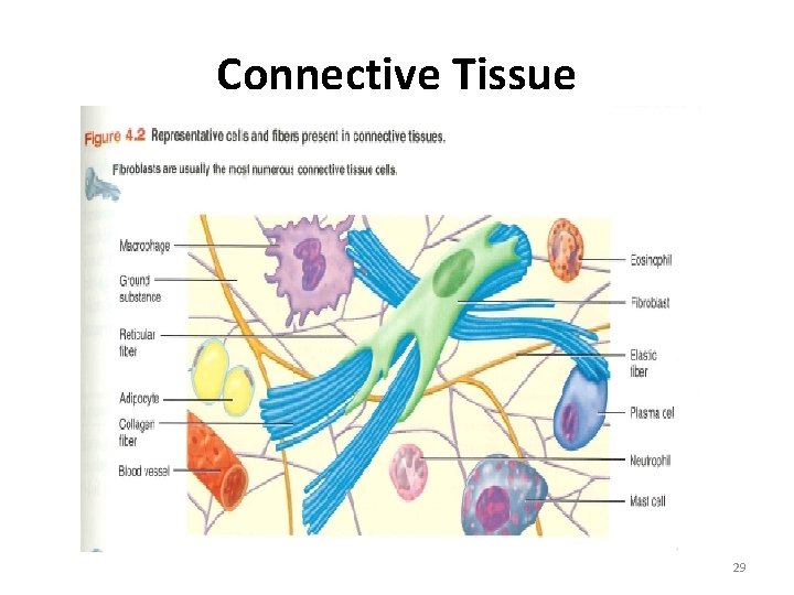 Connective Tissue 29 