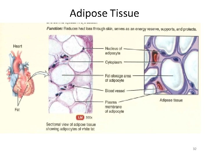 Adipose Tissue 32 
