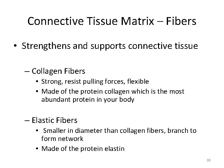Connective Tissue Matrix – Fibers • Strengthens and supports connective tissue – Collagen Fibers