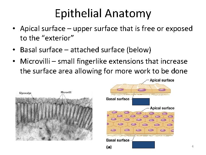 Epithelial Anatomy • Apical surface – upper surface that is free or exposed to