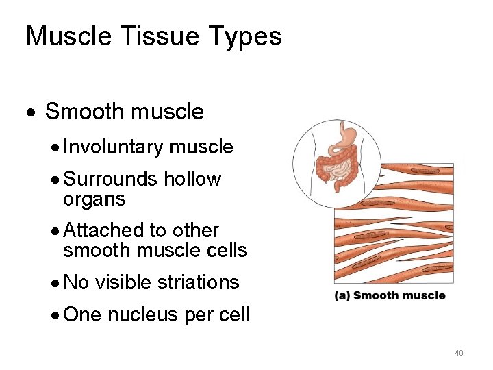 Muscle Tissue Types · Smooth muscle · Involuntary muscle · Surrounds hollow organs ·