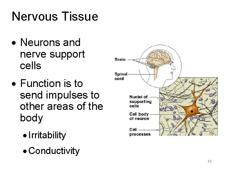 Nervous Tissue · Neurons and nerve support cells · Function is to send impulses