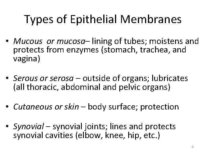 Types of Epithelial Membranes • Mucous or mucosa– lining of tubes; moistens and protects