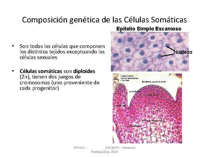 Composición genética de las Células Somáticas Epitelio Simple Escamoso • Son todas las células