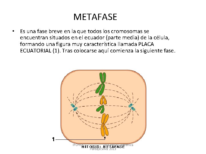 METAFASE • Es una fase breve en la que todos los cromosomas se encuentran