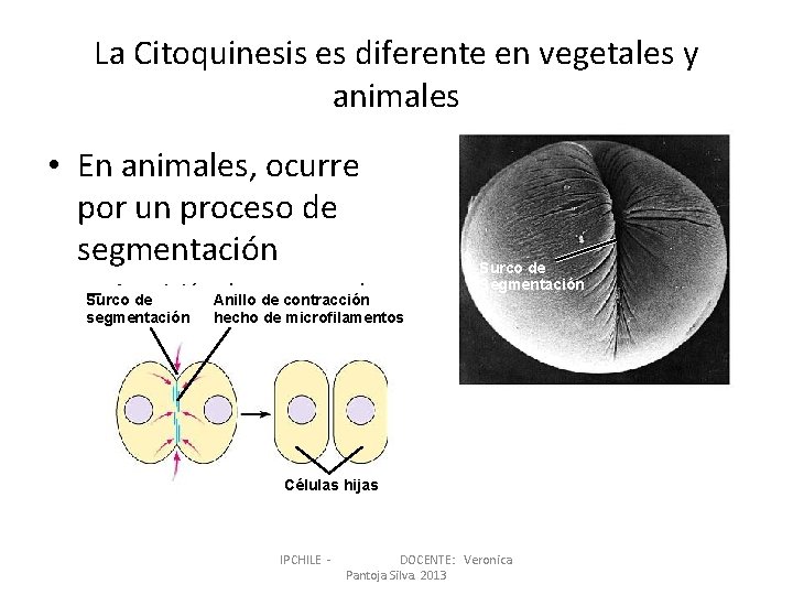 La Citoquinesis es diferente en vegetales y animales • En animales, ocurre por un
