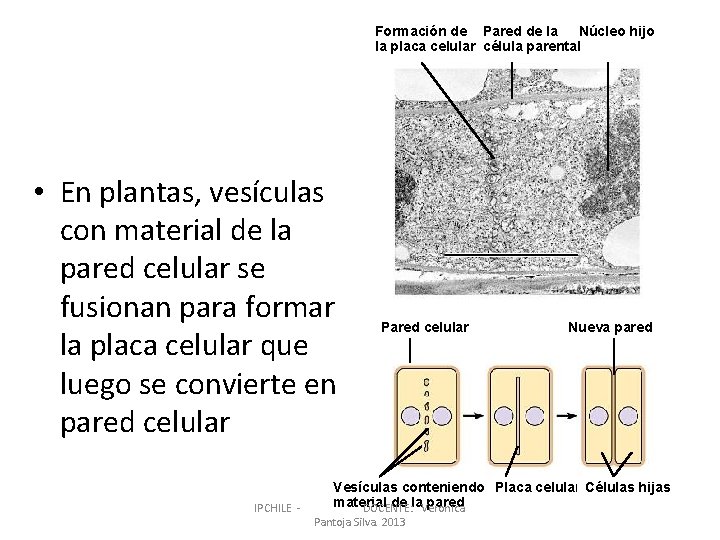 Formación de Pared de la Núcleo hijo la placa celular célula parental • En