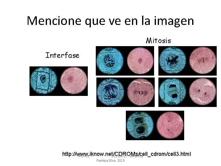 Mencione que ve en la imagen Mitosis Interfase http: //www. iknow. net/CDROMs/cell_cdrom/cell 3. html