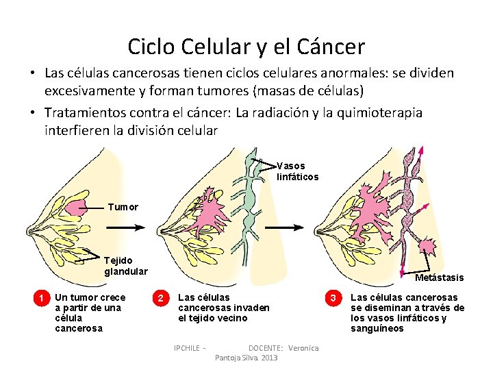 Ciclo Celular y el Cáncer • Las células cancerosas tienen ciclos celulares anormales: se